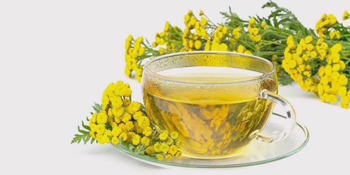 Tansy nuoviras puodelyje