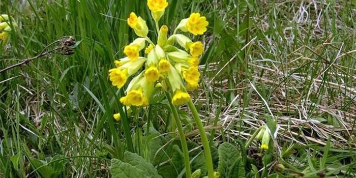 Primaverina in fiore