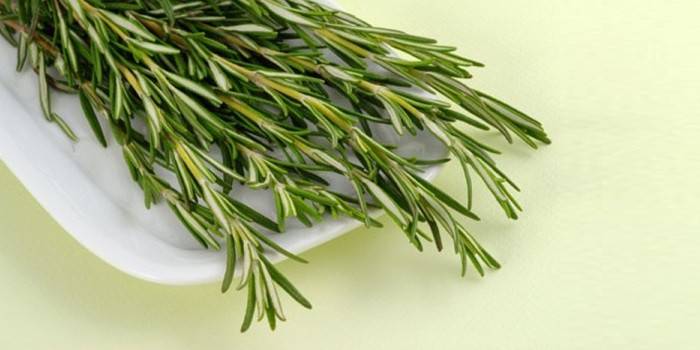 Rami freschi di rosmarino officinalis