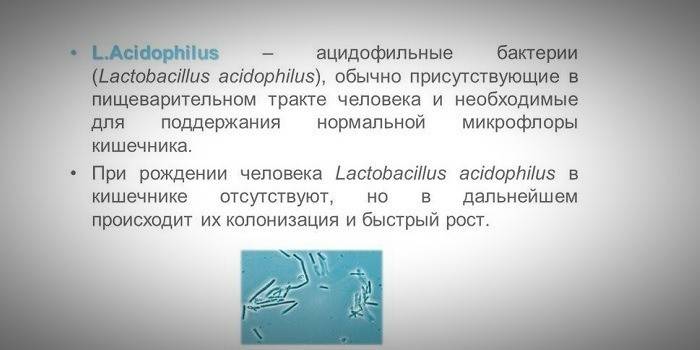 ประโยชน์ของแบคทีเรีย acidophilus