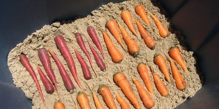 Lagerung von Wurzelfrüchten für den Winter