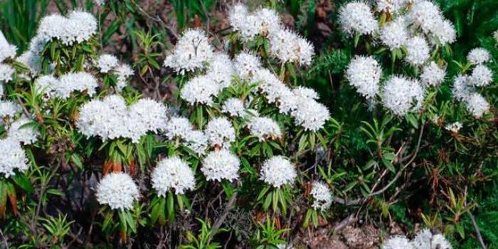 Ledum floreciente