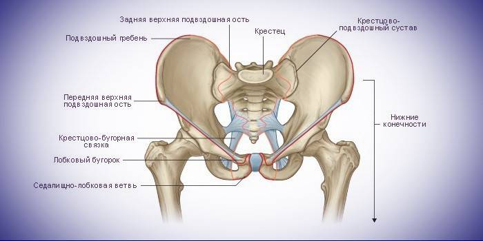 Iliako struktūra