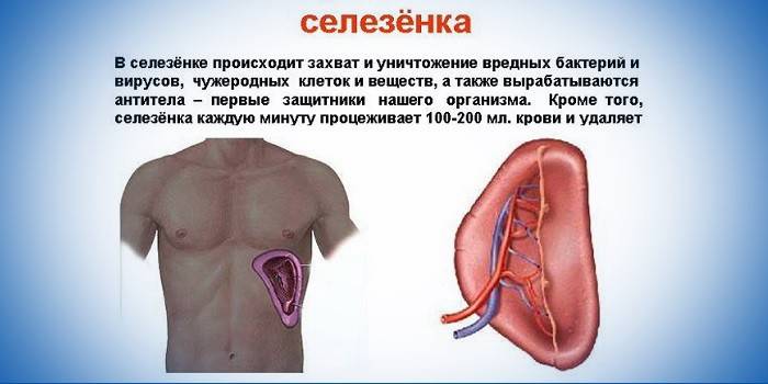 Функции на далака