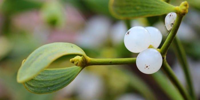 Pianta di vischio bianco