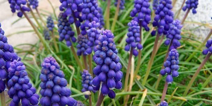 muscari عنقودي