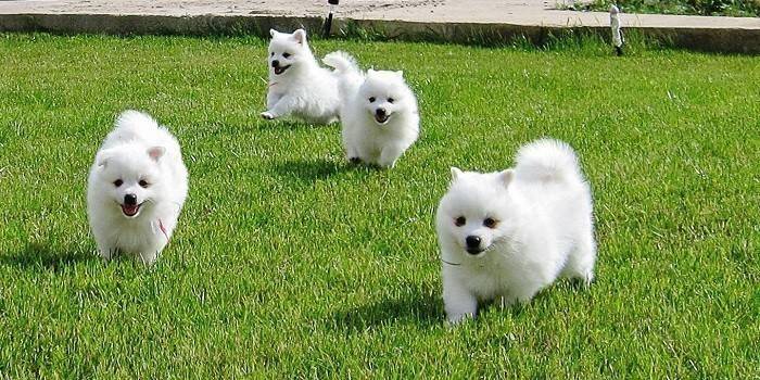 Cuccioli di Spitz