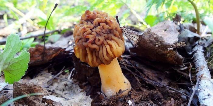 Morel kalap