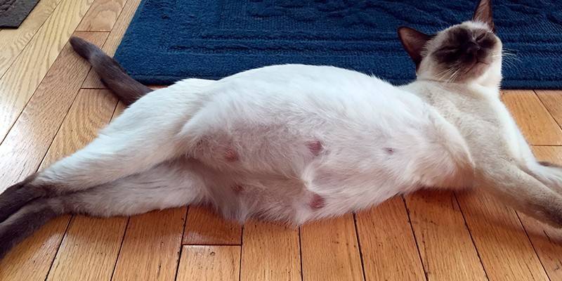 Buntis na pusa