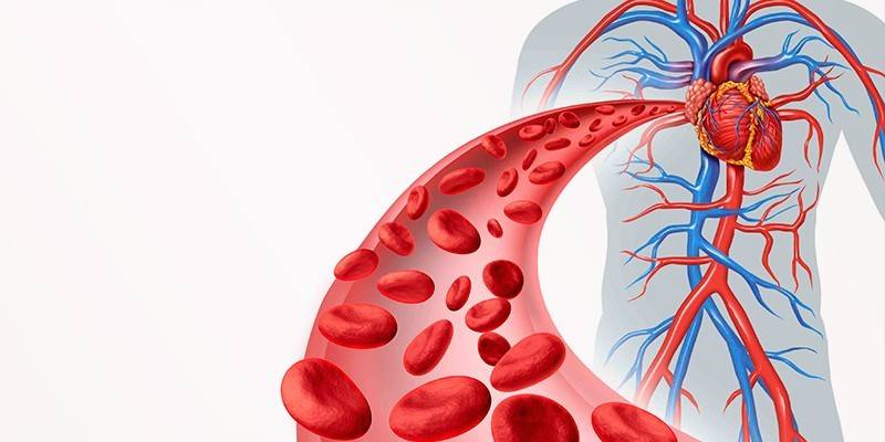 Red blood cells in the human circulatory system