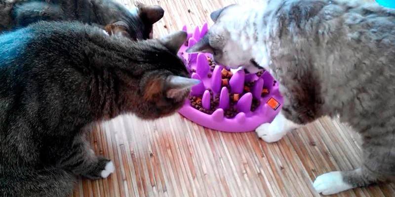 Bowl interactive Northmate Catch para sa mga pusa