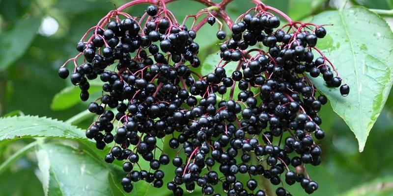 elderberry