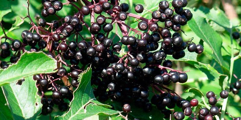 Arbust de fructe