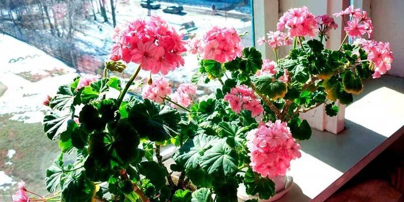 Geranium sa windowsill
