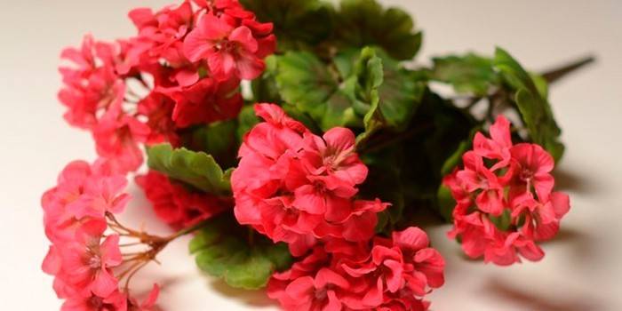 Bouquets ng geraniums
