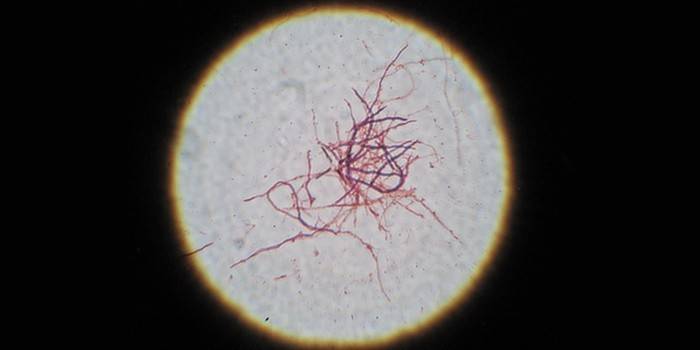 aktinomicéta