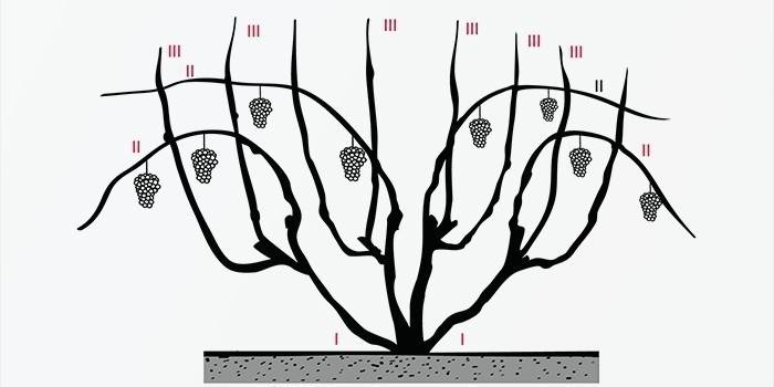 Reglas para podar uvas en otoño