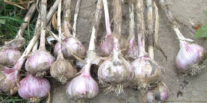 Grado di aglio Otradnensky