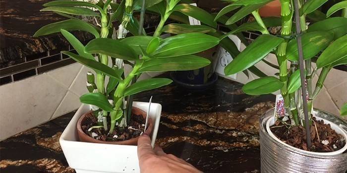 Crescere e prendersi cura di casa
