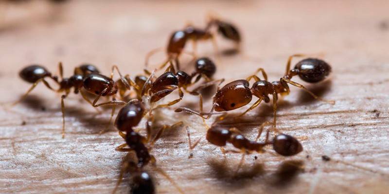 Mga Ants