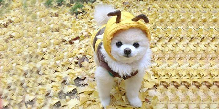 Vestiti per cani