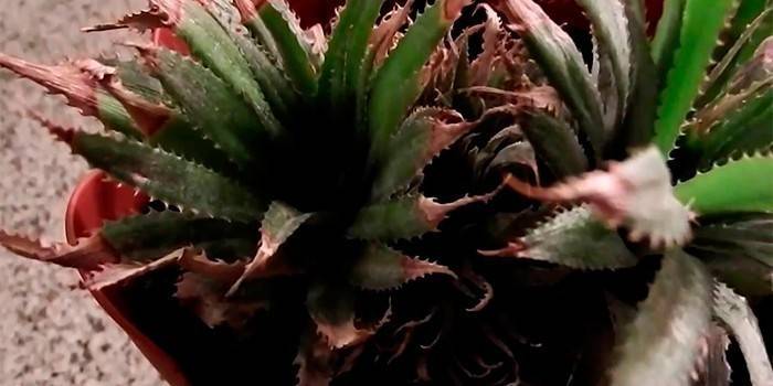 Plantando abacaxi em casa