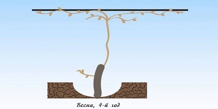 Poda de uva de cuatro años