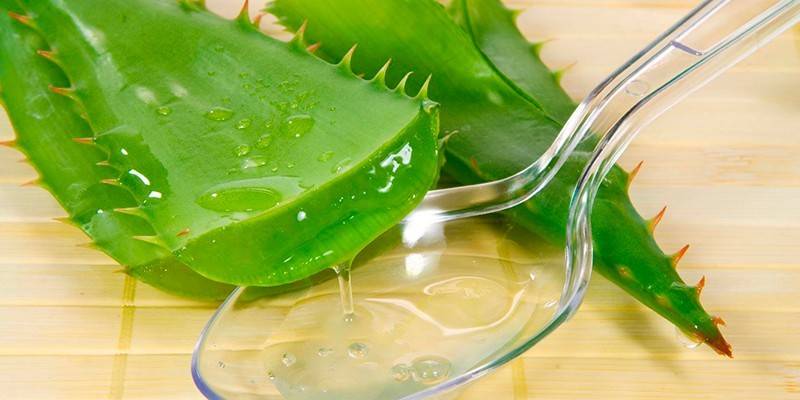 Jus d'aloès et feuilles