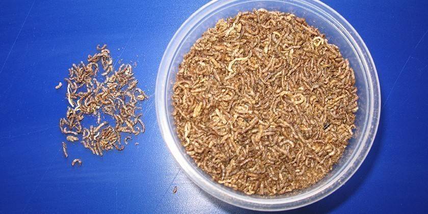Pfeifenmacher