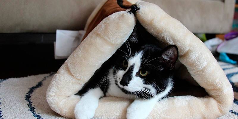 Kitty shack
