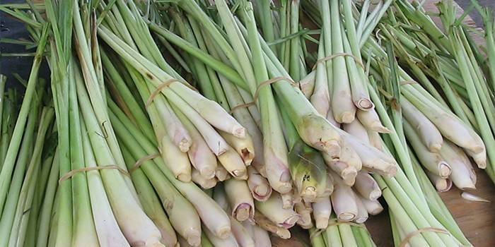 Citrininis sorgas