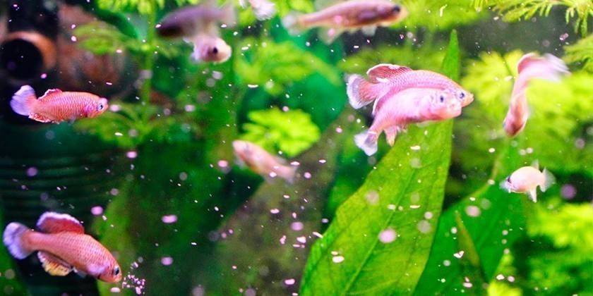 Fischen Sie im Aquarium