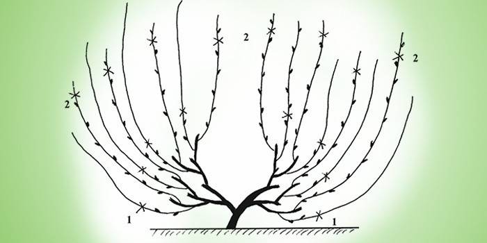 Esquema de uvas cortadas en abanico