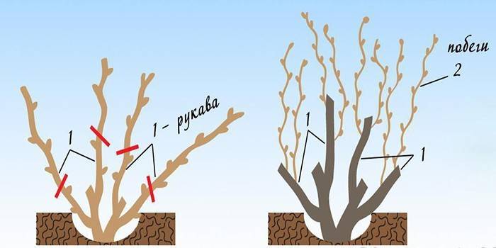 Esquema de poda de tres años