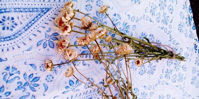 Getrocknete Blume