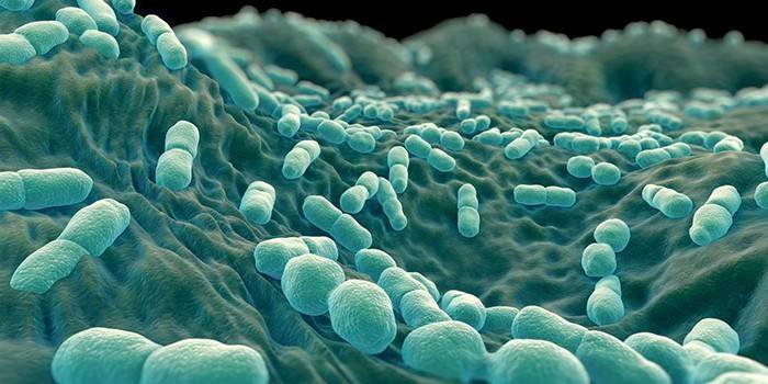 Listeria monocytogenes แบคทีเรียใต้กล้องจุลทรรศน์
