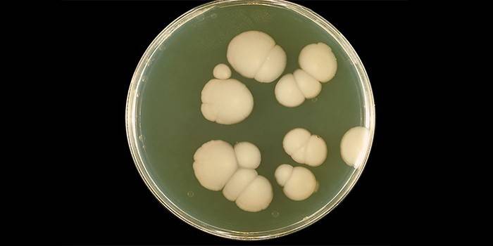 Candidiasis