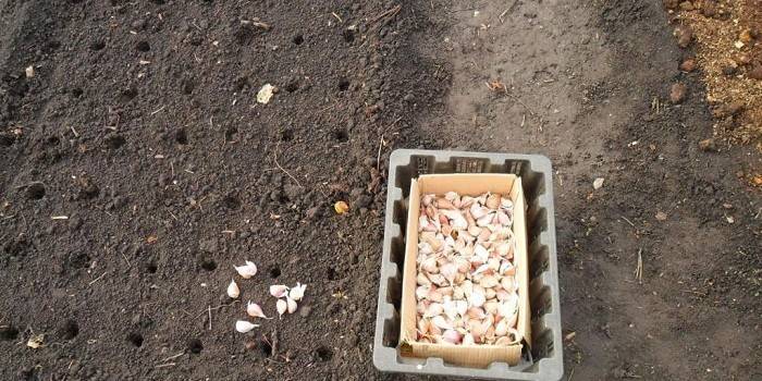 Letto da giardino e materiale di semina preparato
