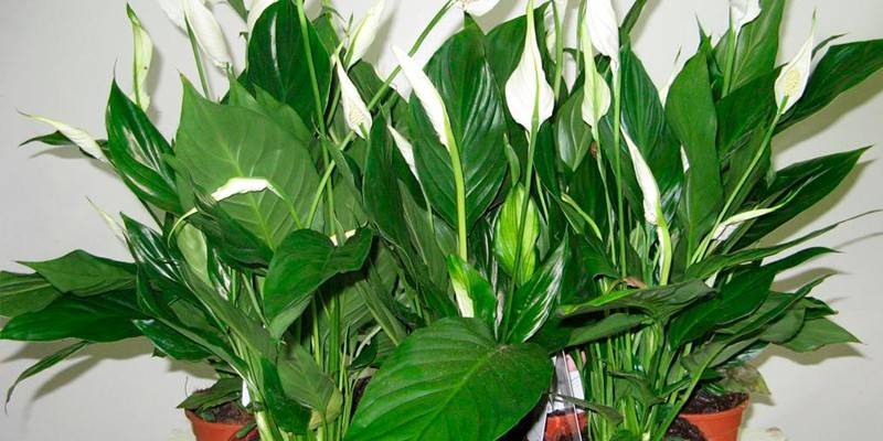 Spathiphyllum