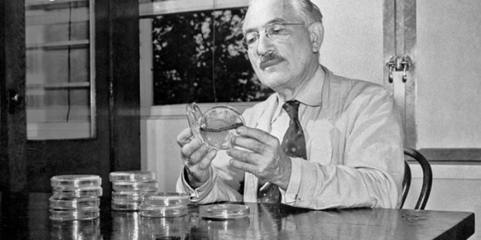 O cientista Zelman Waxman