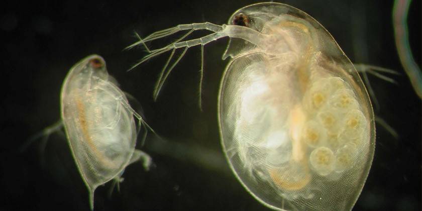 Daphnia