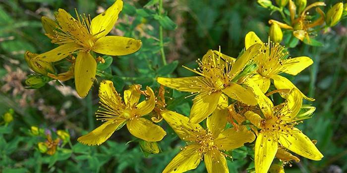 Hypericum gėlės