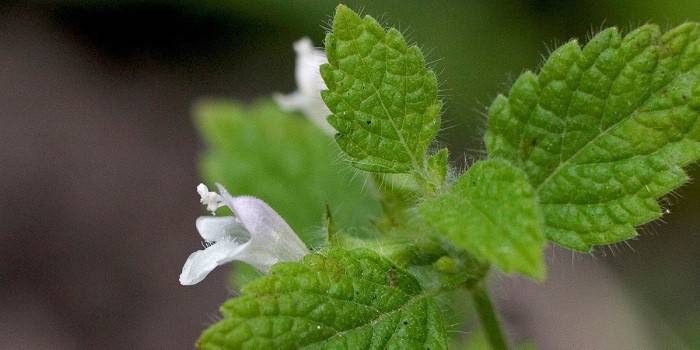 Melissa officinalis blüht