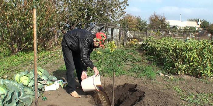 Човек сади дрво на парцели