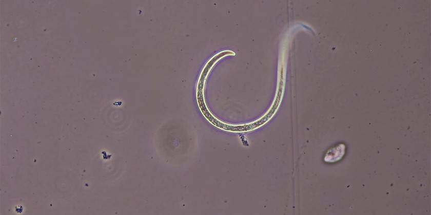 Nematoden