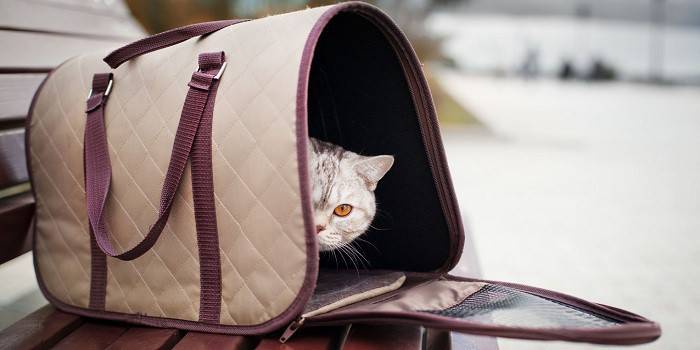 Kedi taşıma