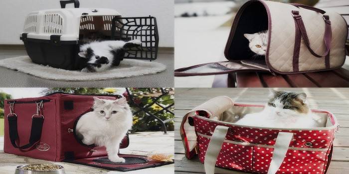 Farklı kedi taşıyıcı türleri