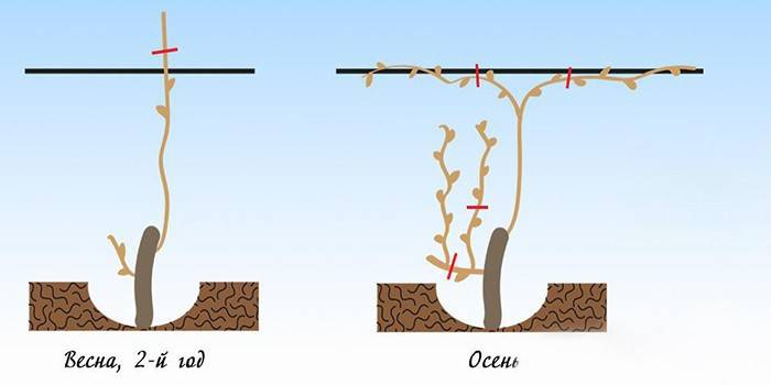 Esquema de corte para uvas de dos años en primavera y otoño.