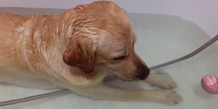 อาบน้ำในห้องน้ำ