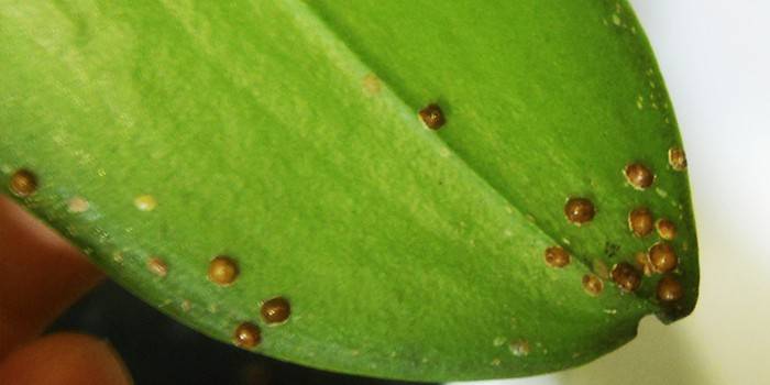 cocciniglie